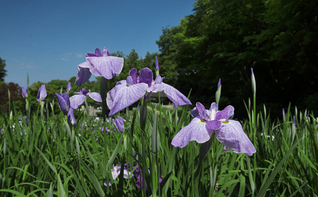 卯辰山公園　花菖蒲