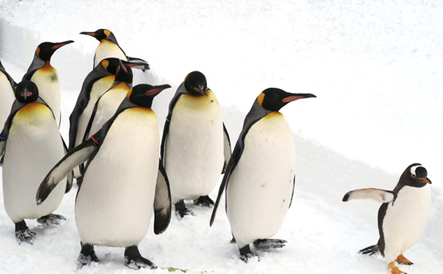 旭山動物園　ペンギンの散歩
