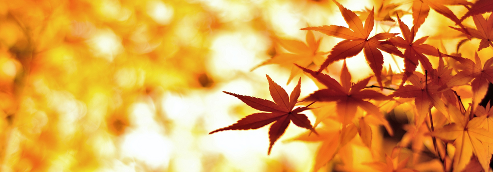 【関東】夜の灯りに煌めく！鮮やかな紅葉おすすめスポット