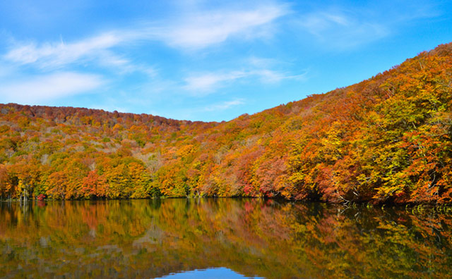 蔦沼