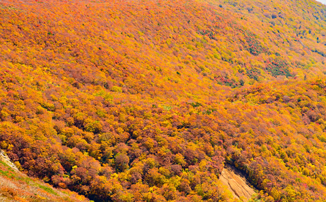 「神の絨毯」とも称される全山紅葉