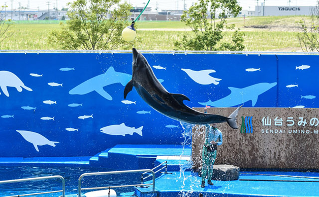 仙台うみの杜水族館 イルカパフォーマンス
