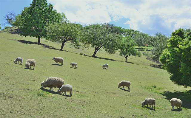 伊香保グリーン牧場