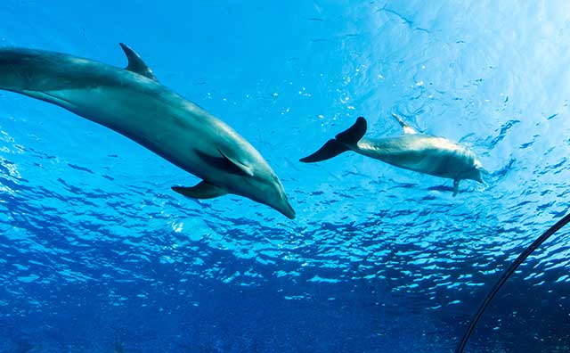 【2024年】海岸沿いの魅力がいっぱい　神奈川の観光スポットをご紹介