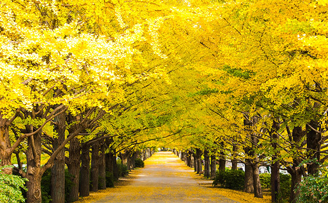 国営昭和記念公園 イチョウ並木