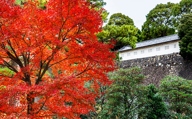 皇居乾通りの紅葉と富士見多聞