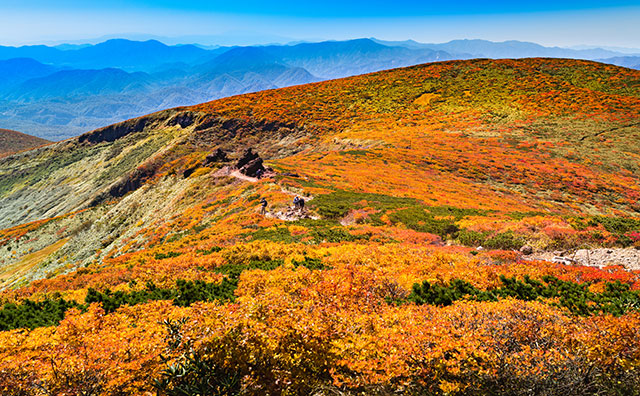栗駒山 神の絨毯