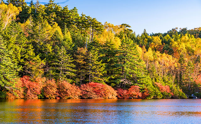 北八ヶ岳 白駒の池の紅葉