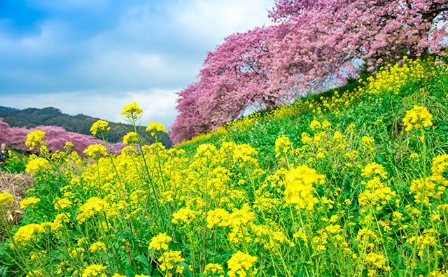 下賀茂温泉 青野川沿いの河津桜と菜の花