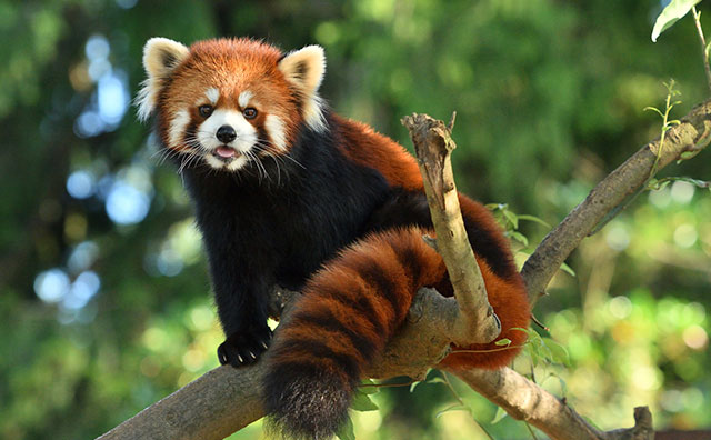 千葉市動物公園