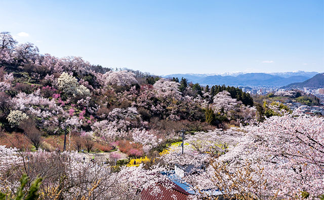 花見山公園