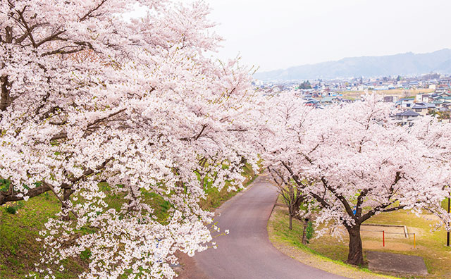 置賜さくら回廊 烏帽子山公園