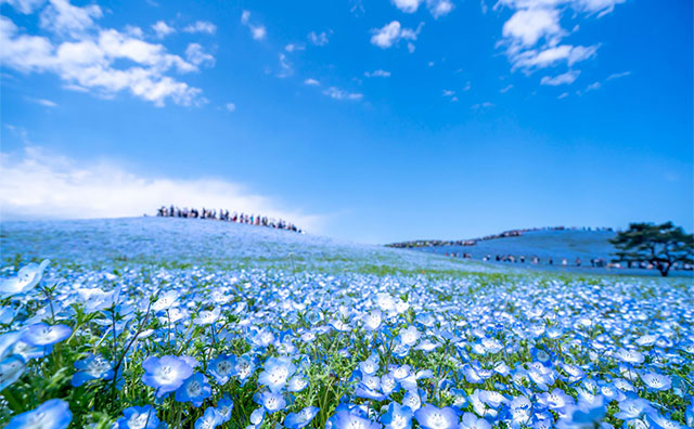 ひたち海浜公園のネモフィラの見頃は？日帰り列車旅のアクセスもご紹介