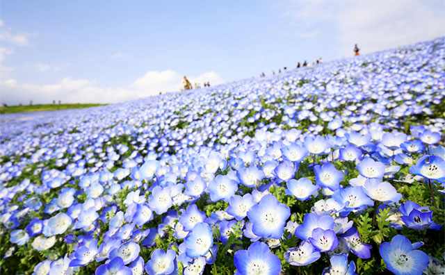 ひたち海浜公園の春はネモフィラが見頃！