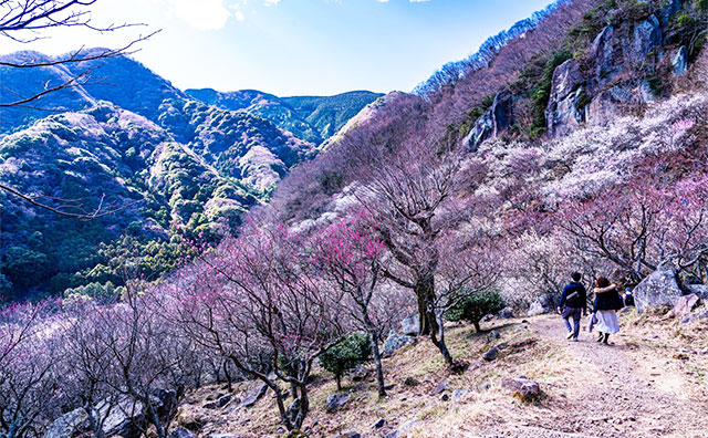 幕山公園