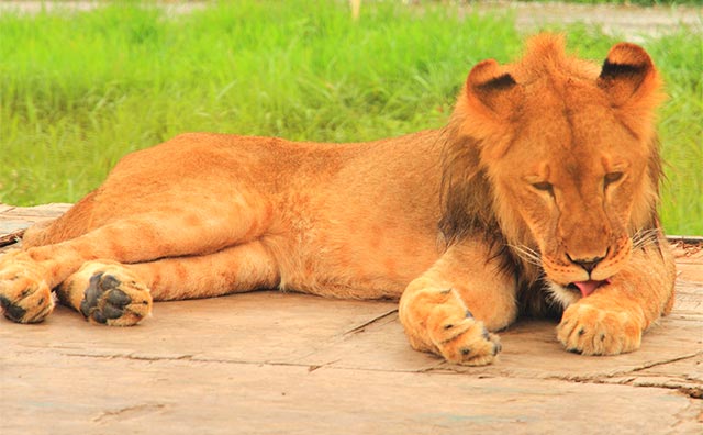 那須サファリパーク・ライオン
