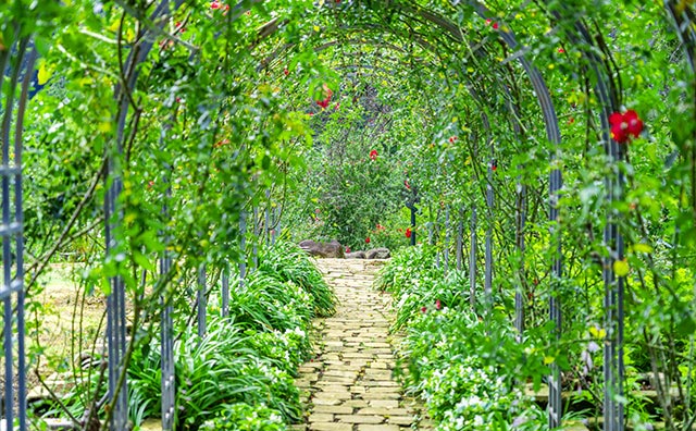 熱海にあるアカオフォレストのバラの見頃はいつ？アクセスやカフェ情報もご紹介