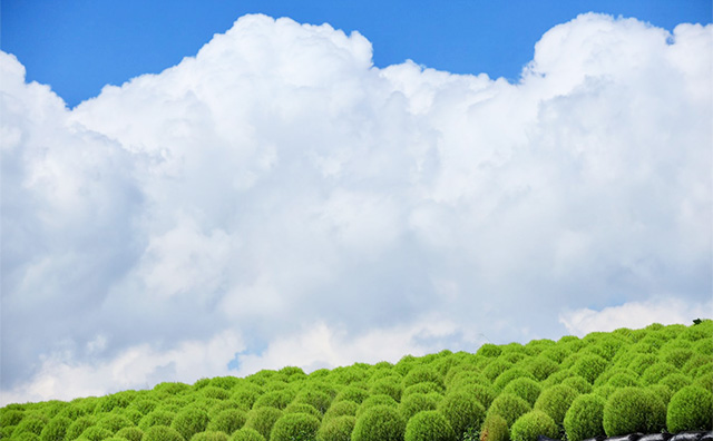国営ひたち海浜公園　夏のコキア
