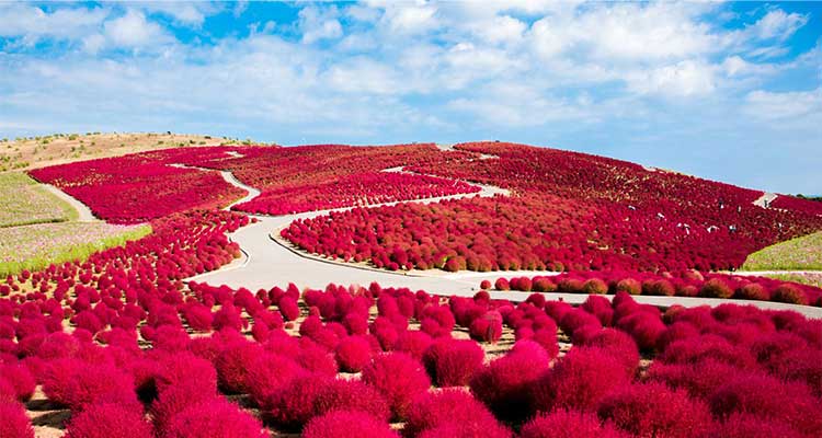 ひたち海浜公園のコキアの魅力とは？列車で日帰りでも堪能できる秋の絶景を紹介