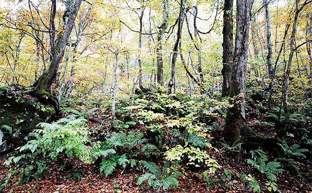 白神山地の基本情報