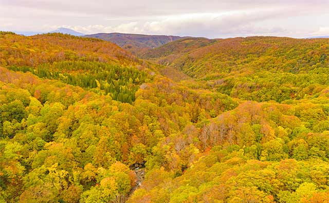 山頂から見える紅葉に圧倒される「八甲田山」