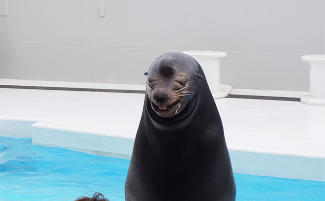 鴨川シーワールド園内（イメージ）