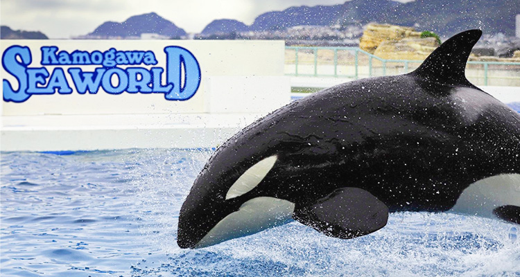 鴨川シーワールドは日帰りで行ける！シャチやアシカと遊んで海の世界を満喫しよう