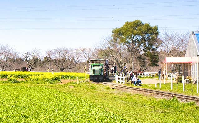 お花畑をめぐるトロッコ列車