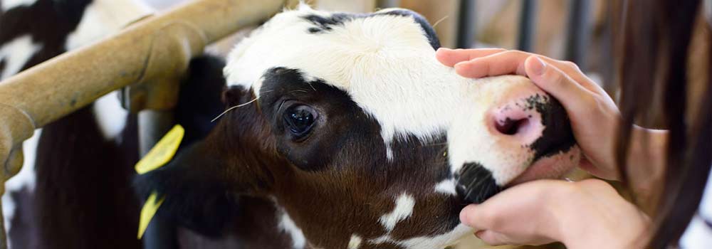 成田ゆめ牧場で思いっきり遊ぼう！動物とのふれあいやボルダリング、キャンプも楽しむ