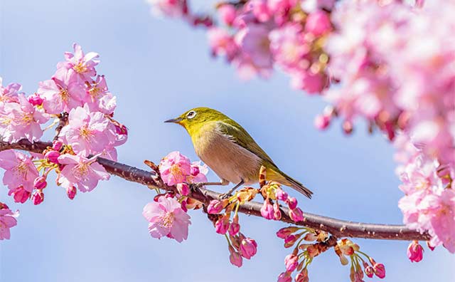伊豆の河津桜を観に行きたい！見頃はいつ？