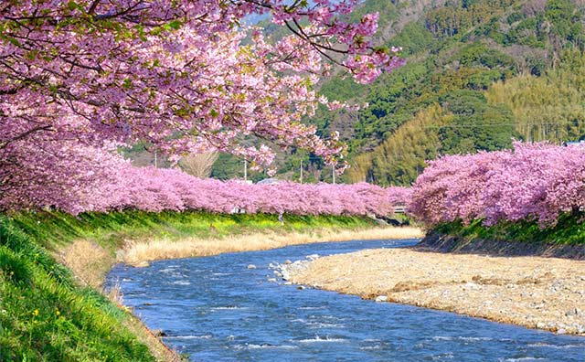 河津川沿いの桜並木