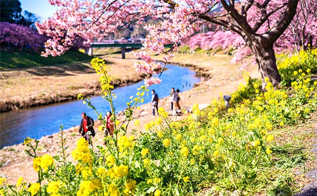 みなみの桜と菜の花まつりに行ってみよう
