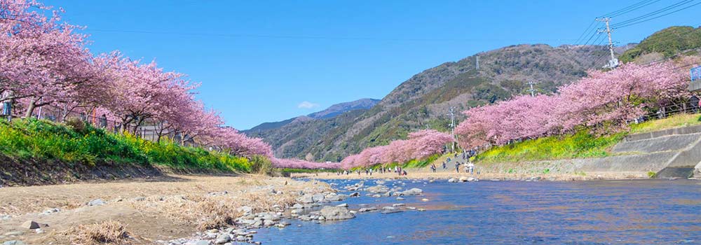 伊豆の河津桜の見頃やおすすめの名所は？河津桜まつりは必見