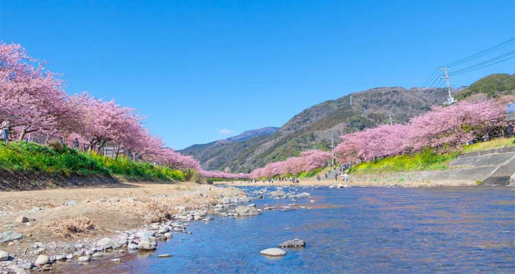 伊豆の河津桜の見頃やおすすめの名所は？河津桜まつりは必見