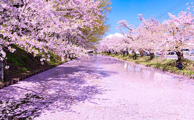 弘前さくらまつりはどのようなイベント？