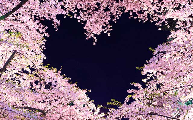 開花状況別の楽しみ方