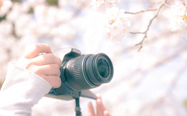 弘前さくらまつりの見どころ！きれいに撮れるフォトスポットは？