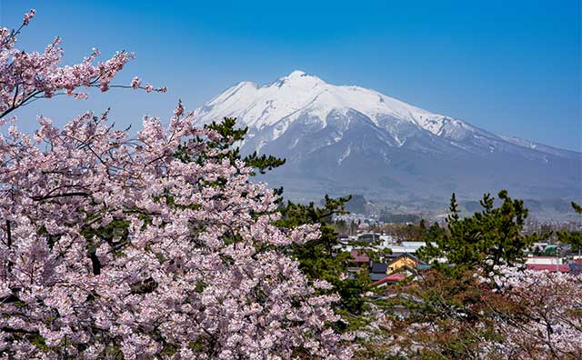本丸からの岩木山と桜