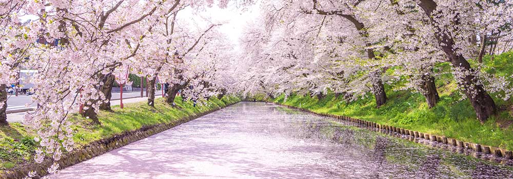 弘前さくらまつりのお役立ち情報が知りたい！見頃の時期やフォトスポットは？
