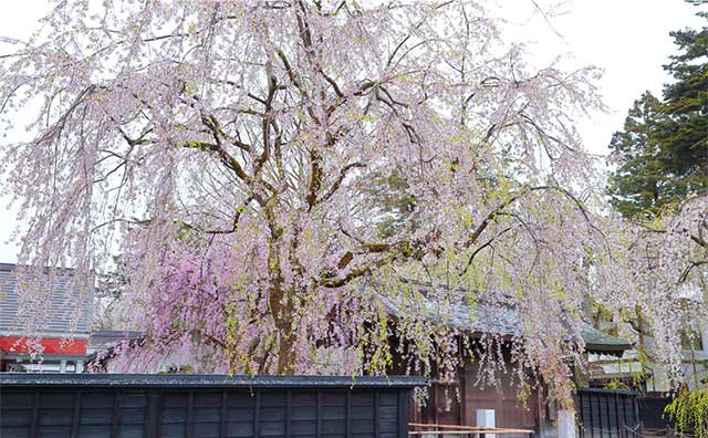 角館桜まつりの見どころ