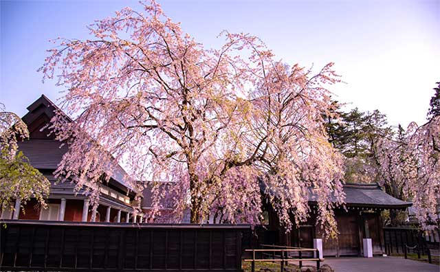 伝承館のシダレザクラ