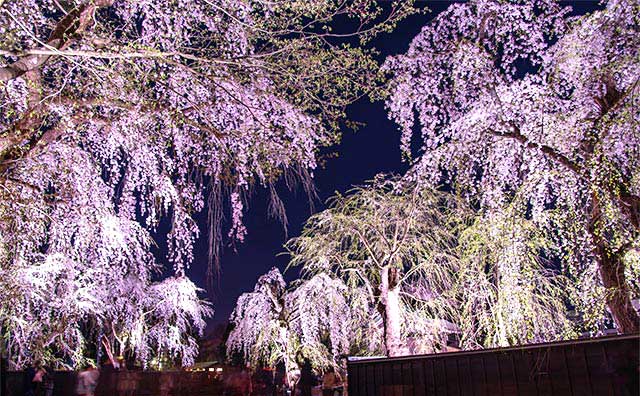 夜間のライトアップ