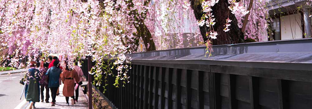 角館桜まつりは秋田新幹線でアクセス楽々！ 春爛漫「みちのくの小京都」を歩いてみよう