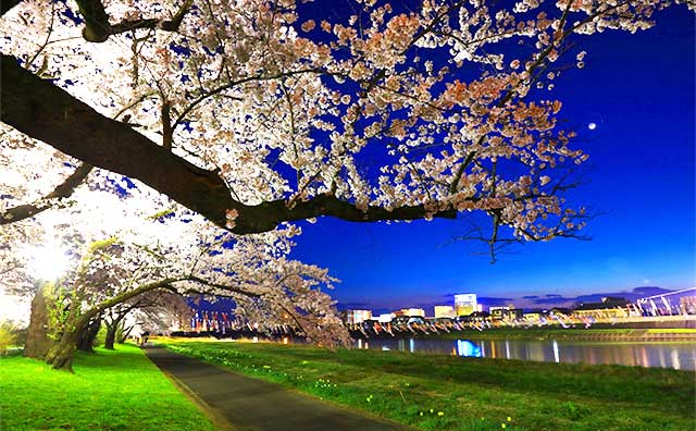 夜桜ライトアップ