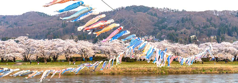 鯉ものぼる北上展勝地さくらまつり！花の便りを届ける東北新幹線