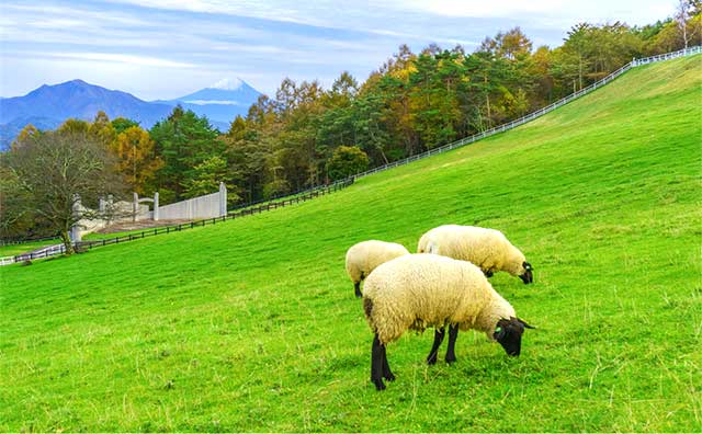 山梨県立まきば公園