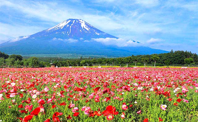 山中湖 花の都公園