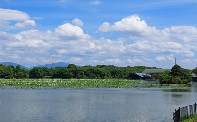 大泉緑地