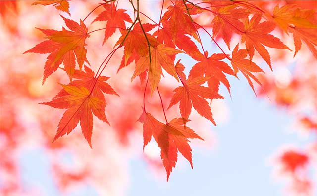 紅葉の季節の気温や最適な服装は？