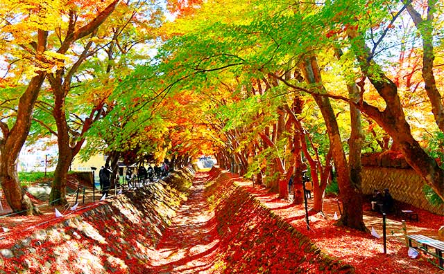 もみじ回廊の基本情報